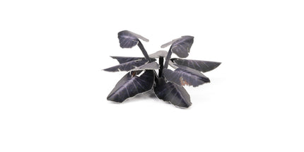 Laser Plants - Black Magic Taro - Gamers Grass