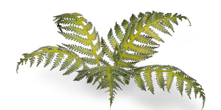 Laser Plants - Bracken - Gamers Grass
