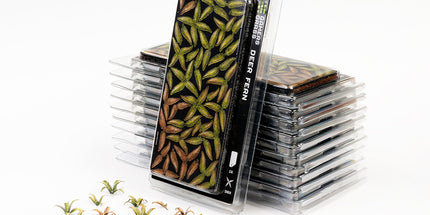 Laser Plants - Deer Fern - Gamers Grass