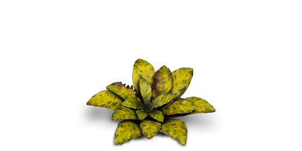 Laser Plants - Dumb Cane - Gamers Grass