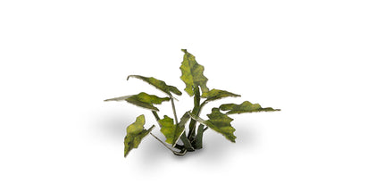 Laser Plants - Lords And Ladies - Gamers Grass