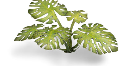 Laser Plants - Monstera - Gamers Grass