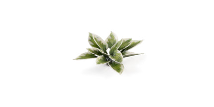 Laser Plants - Plantain Lily - Gamers Grass