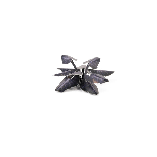 Laser Plants - Black Magic Taro - Gamers Grass