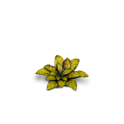 Laser Plants - Dumb Cane - Gamers Grass