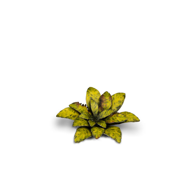 Laser Plants - Dumb Cane - Gamers Grass