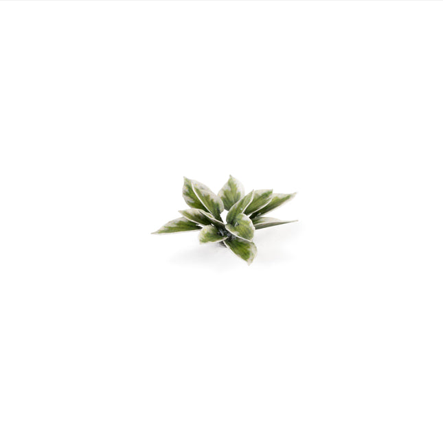 Laser Plants - Plantain Lily - Gamers Grass