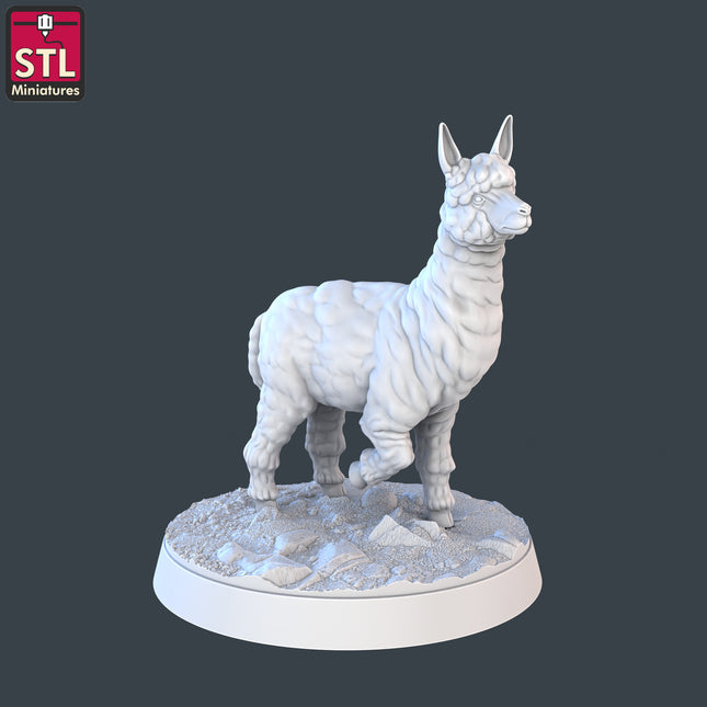 Alpaca